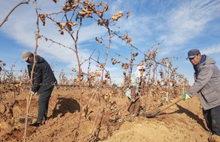 萬畝葡萄“掛枝越冬”！中國釀酒葡萄黃金產(chǎn)區(qū)創(chuàng)新種植方式