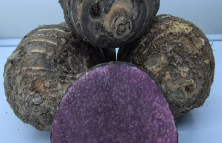 科技賦能 “芋”見未來——江蘇省泰州市農(nóng)科院驅(qū)動芋頭產(chǎn)業(yè)創(chuàng)新發(fā)展