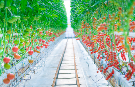 辟謠|反季蔬菜沒營養(yǎng)不安全嗎？